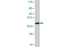 Western Blot detection against Immunogen (33.