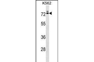 IL23R Antibody (C-term) (ABIN1537317 and ABIN2848665) western blot analysis in K562 cell line lysates (35 μg/lane). (IL23R anticorps  (C-Term))