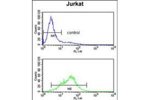Flow cytometry analysis of Jurkatcells (bottom histogram) compared to a negative control cell (top histogram). (POLD1 anticorps  (AA 710-739))