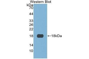 Detection of Recombinant S100A3, Human using Monoclonal Antibody to S100 Calcium Binding Protein A3 (S100A3) (S100A3 anticorps  (AA 1-101))
