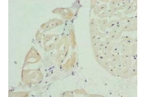 Immunohistochemistry of paraffin-embedded human heart tissue using ABIN7145177 at dilution of 1:100 (BCAP29 anticorps  (AA 125-241))