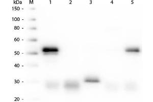 Western Blot of Anti-Rabbit IgG (H&L) (DONKEY) Antibody Peroxidase Conjugated . (Âne anti-Lapin IgG (Heavy & Light Chain) Anticorps (HRP))