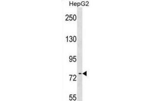Western Blotting (WB) image for anti-RRN3 RNA Polymerase I Transcription Factor (RRN3) antibody (ABIN2999362) (RRN3 anticorps)