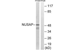Western blot analysis of extracts from HT-29 cells, using NUSAP1 antibody. (NUSAP1 anticorps  (C-Term))
