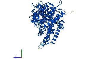 AlphaFold protein structure predicition of Human Recombinant CYP1A1 Protein, UniprotID P04798