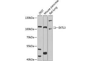 Western blot analysis of extracts of various cell lines, using EXTL3 antibody (ABIN1679782, ABIN3018195, ABIN3018196 and ABIN6220395) at 1:1000 dilution. (EXTL3 anticorps  (AA 52-220))