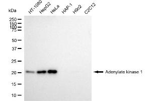 Western blotting analysis using Adenylate kinase 1 antibody (ABIN7797519). (Adenylate Kinase 1 anticorps)
