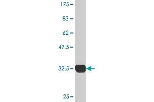 Western Blot detection against Immunogen (32. (SH3G2 anticorps  (AA 64-124))