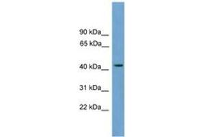 Image no. 1 for anti-Major Facilitator Superfamily Domain Containing 3 (MFSD3) (AA 179-228) antibody (ABIN6744914) (MFSD3 anticorps  (AA 179-228))