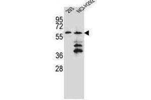 PRAMEF12 Antibody (Center) western blot analysis in 293,NCI-H292 cell line lysates (35µg/lane). (PRAMEF12 anticorps  (Middle Region))
