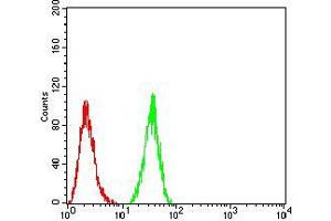 Flow cytometric analysis of HeLa cells using HDAC4 mouse mAb (green) and negative control (red).