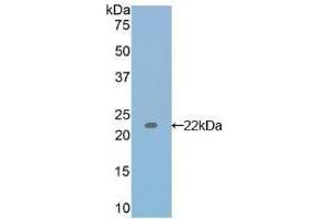 Detection of Recombinant IL17, Canine using Polyclonal Antibody to Interleukin 17 (IL17) (IL-17 anticorps  (AA 1-155))