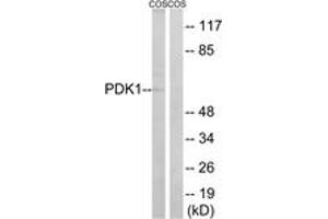 Western blot analysis of extracts from COS cells, using PDK1 (Ab-9) Antibody. (PDPK1 anticorps  (AA 1-50))