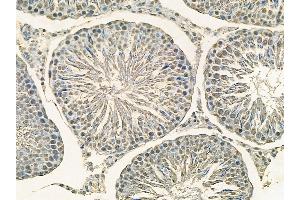 Rpb1 CTD Mouse Monoclonal Antibody at 1/100 staining rat testis tissue by IHC-P. (Rpb1 CTD anticorps)