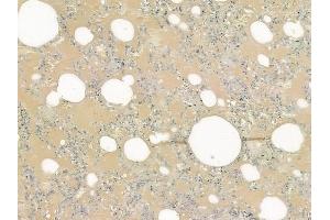 ABIN6261668 and ABIN6276496 at 1/100 staining human normal lung tissue by IHC-P. (FAM3B anticorps  (C-Term))