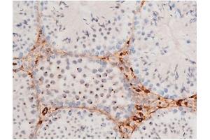 ABIN6267579 at 1/200 staining Mouse testis tissue sections by IHC-P.