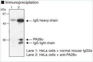 Western Blotting (WB) image for anti-Proteasome (Prosome, Macropain) Activator Subunit 1 (PA28 Alpha) (PSME1) antibody (ABIN1449243) (PSME1 anticorps)