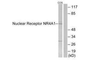 Western blot analysis of extracts from COS-7 cells, using Nuclear Receptor NR4A1 (Ab-351) antibody. (NR4A1 anticorps  (Ser351))