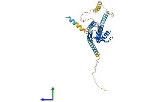 AlphaFold protein structure predicition of Mouse Recombinant Gjd2 Protein, UniprotID O54851