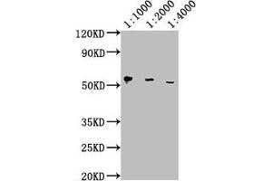 Western Blot Positive WB detected in: Hela whole cell lysate All lanes: PD-L1 antibody at 1:1000, 1:2000, 1:4000 Secondary Goat polyclonal to Mouse IgG at 1/10000 dilution Predicted band size: 33 kDa Observed band size: 55 kDa (PD-L1 anticorps  (AA 19-238))