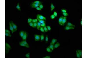 Immunofluorescence staining of HepG2 cells with ABIN7163417 at 1:66, counter-stained with DAPI.