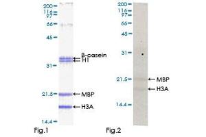 Testis-Specific serine Kinase 2 (TSSK2) (AA 1-358) protein (GST tag)