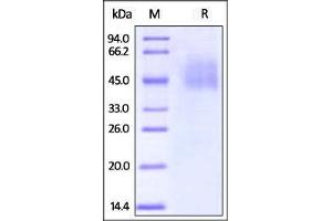 Biotinylated Human B7-H4 on SDS-PAGE under reducing (R) condition.