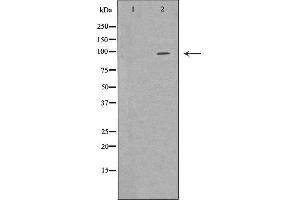 Western blot analysis of 293T whole cell lysates, using EPB41 Antibody.
