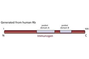 Image no. 2 for anti-Retinoblastoma 1 (RB1) (AA 514-610), (underphosphorylated) antibody (ABIN967418) (Retinoblastoma 1 anticorps  (underphosphorylated))