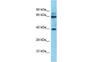 Host:  Rabbit  Target Name:  P2RX2  Sample Type:  THP-1 Whole Cell lysates  Antibody Dilution:  1. (P2RX2 anticorps  (Middle Region))