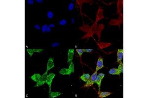Immunocytochemistry/Immunofluorescence analysis using Mouse Anti-TASK1 Potassium Channel Monoclonal Antibody, Clone S374-48 (ABIN1741496). (KCNK3 anticorps  (AA 251-411) (Biotin))