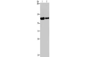Gel: 6 % SDS-PAGE, Lysate: 40 μg, Lane 1-2: Hela cells, A172 cells, Primary antibody: ABIN7191819(PDE4A Antibody) at dilution 1/300, Secondary antibody: Goat anti rabbit IgG at 1/8000 dilution, Exposure time: 20 seconds (PDE4A anticorps)