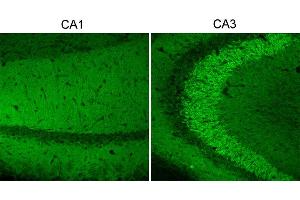 Indirect immunostaining of mouse hippocampus vibratome sections fixed with 1 % sodium-acetate at pH6 (dilution 1 :500). (UNC13A/Munc13-1 anticorps  (AA 3-317))