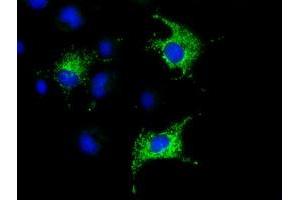 Immunofluorescence (IF) image for anti-Cytochrome C Oxidase Subunit VIa Polypeptide 1 (COX6A1) antibody (ABIN1497584) (COX6A1 anticorps)