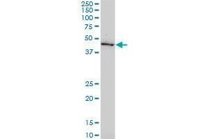 GDF11 monoclonal antibody (M03), clone 1E6.