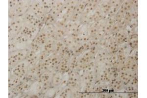Image no. 1 for anti-Retina and Anterior Neural Fold Homeobox (RAX) (AA 104-206) antibody (ABIN466203) (RAX anticorps  (AA 104-206))