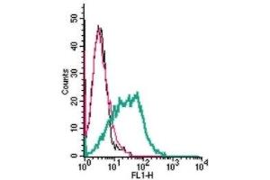 Cell surface detection of Histamine H1 Receptor in live intact human MEG-01 megakaryoblastic leukemia cells: (black line) Cells.