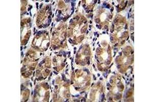 Axin-1 antibody immunohistochemistry analysis in formalin fixed and paraffin embedded human stomach tissue