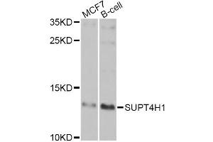 Western blot analysis of extracts of various cell lines, using SUPT4H1 Antibody (ABIN5975673) at 1/1000 dilution.