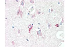 Anti-SRR / Serine Racemase antibody IHC staining of human brain, cortex. (SRR anticorps)