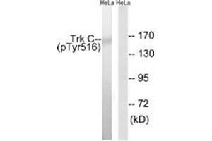 Western blot analysis of extracts from HeLa cells treated with serum 20% 15', using Trk C (Phospho-Tyr516) Antibody. (NTRK3 anticorps  (pTyr516))
