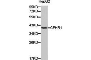 Western Blotting (WB) image for anti-Complement Factor H-Related 1 (CFHR1) antibody (ABIN1871806) (CFHR1 anticorps)