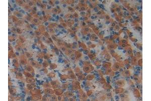 IHC-P analysis of Rat Stomach Tissue, with DAB staining. (LIFR anticorps  (AA 152-291))