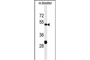Western blot analysis in mouse bladder tissue lysates (35ug/lane). (KLC3 anticorps  (AA 245-274))