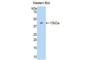 Western Blotting (WB) image for anti-Cubilin (Intrinsic Factor-Cobalamin Receptor) (CUBN) (AA 98-207) antibody (ABIN1858565)