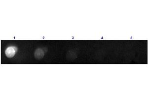 Dot Blot results of Donkey F(ab')2 Anti-Mouse IgG Antibody Phycoerythrin Conjugated. (Âne anti-Souris IgG (Heavy & Light Chain) Anticorps (PE) - Preadsorbed)