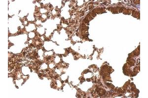 IHC-P Image Cyclophilin E antibody detects Cyclophilin E protein at nucleus and cytosol on mouse lung by immunohistochemical analysis. (PPIE anticorps)
