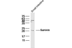 Mouse smail intestine lysates probed with Survivin Polyclonal Antibody, Unconjugated  at 1:300 dilution and 4˚C overnight incubation.