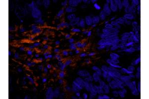 Immunofluorescence (IF) image for anti-Filamin A, alpha (FLNA) (AA 1725-1775) antibody (ABIN7448965)