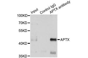 Immunoprecipitation analysis of 150ug extracts of A549 cells using 3ug APTX antibody. (Aprataxin anticorps  (AA 93-342))